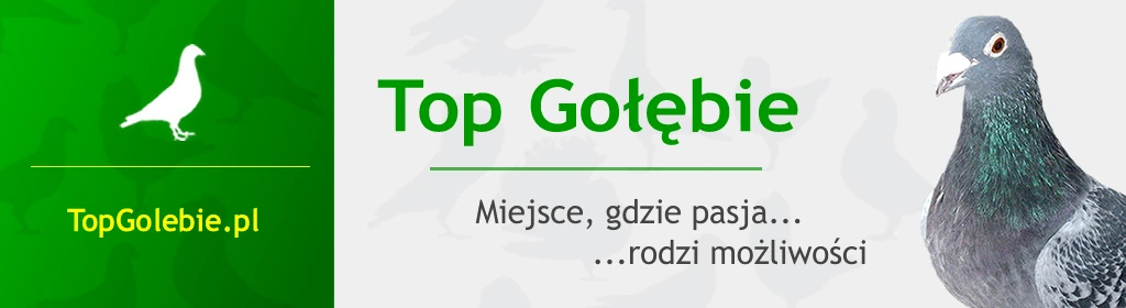 Top Gołębie, Aukcje golebi, Darmowe aukcje, Gołębie rasowe, Golebie ozdobne, PZHGP, ODDZIAL,  Kup golebie, Sprzedaj golebie