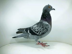 PL 26 12566 - ROBAKIEWICZ KRZYSZTOF 42m FINAŁ 43m AS