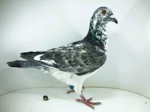 PL 26 12510 - ROBAKIEWICZ KRZYSZTOF 32m FINAŁ 56m AS <b>0</b> PLN