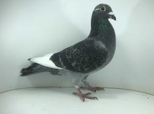 PL 25 7609 - Paweł Piechówka - 12m FINAŁ   