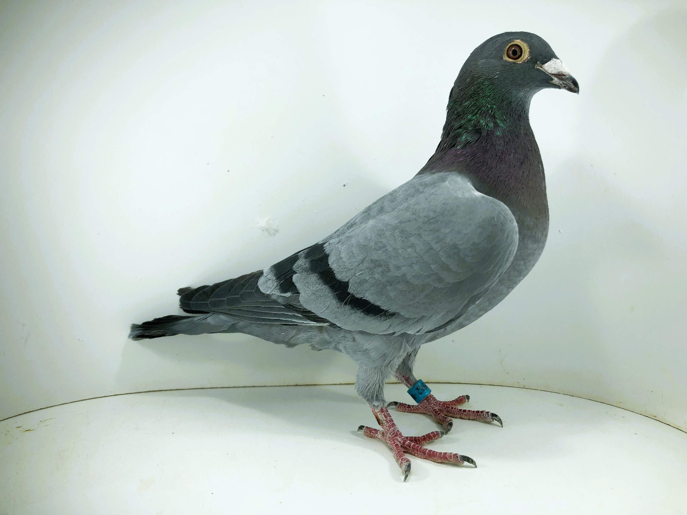 PL 26 12542- ROBAKIEWICZ KRZYSZTOF, 65m FINAŁ 66m AS
