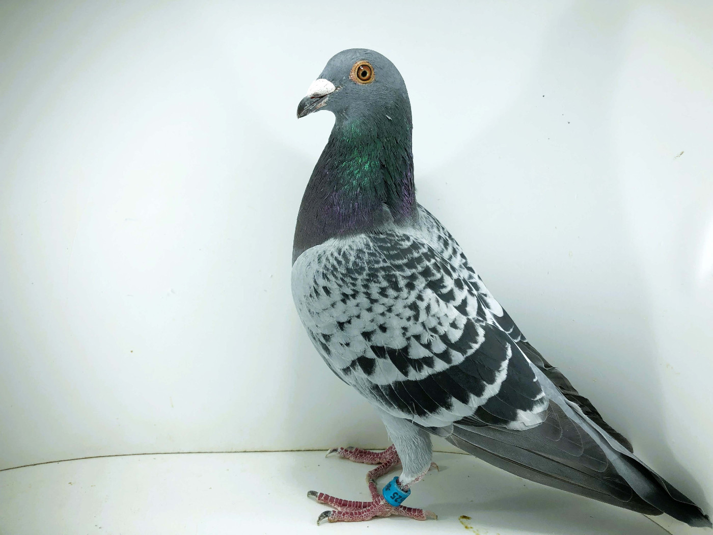 PL 26 12525- ROBAKIEWICZ KRZYSZTOF, 38m FINAŁ 12m AS