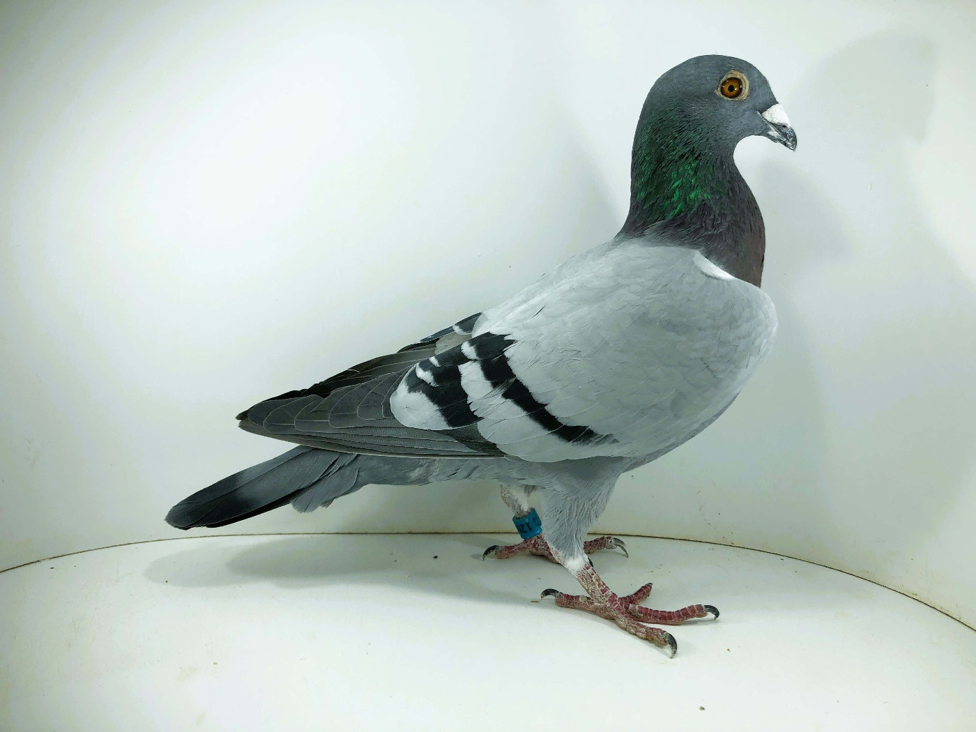 PL 26 12516 - ROBAKIEWICZ KRZYSZTOF, 79m FINAŁ 24m AS