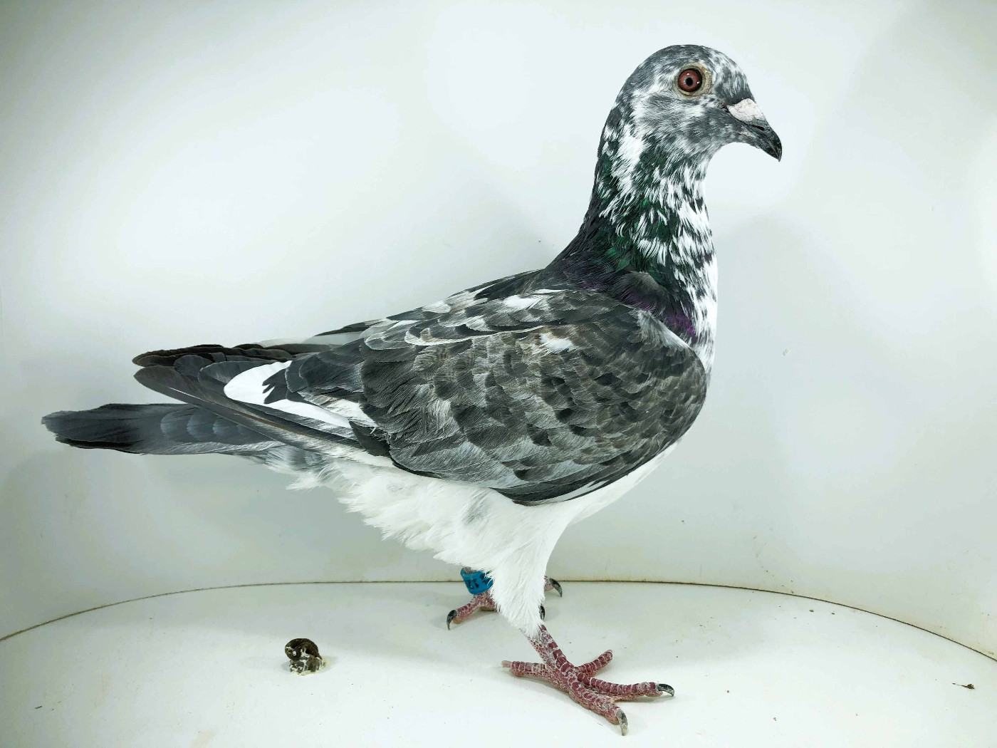 PL 26 12510 - ROBAKIEWICZ KRZYSZTOF, 32m FINAŁ 56m AS