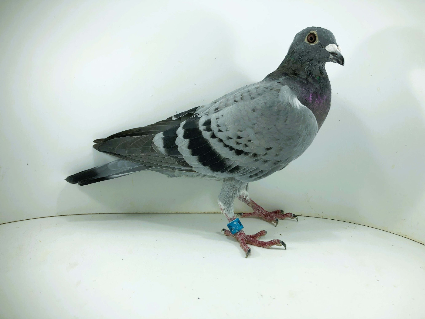 PL 26 911 - TADEUSZ - MIREK, 32m FINAŁ 29m AS