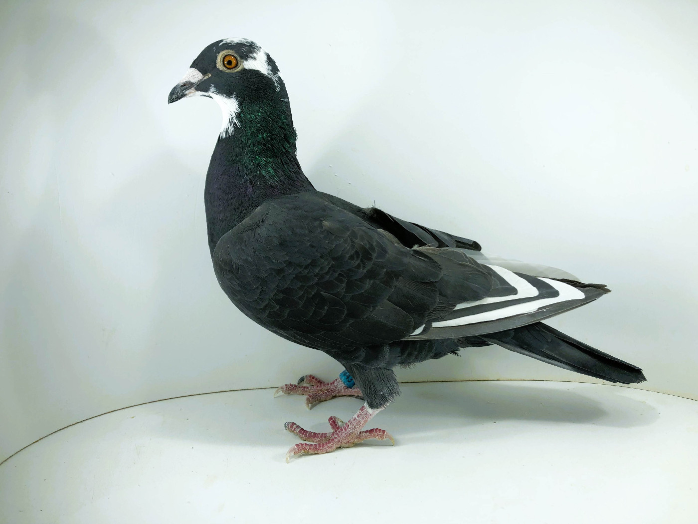 PL 26 6543 - Konieczny Leszek , 24m FINAŁ 58m AS