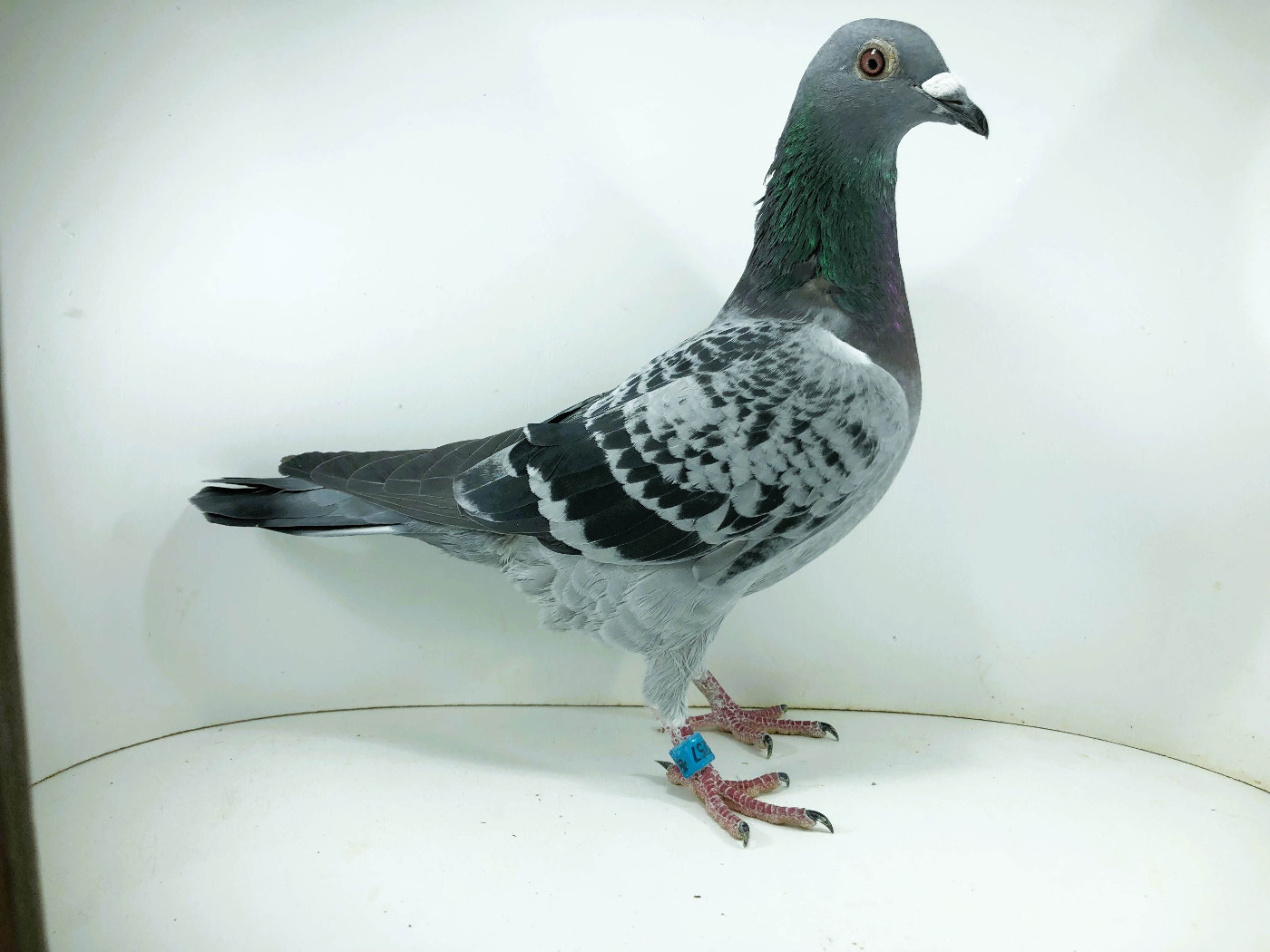 PL 26 5257 - Konieczny Leszek , 8m FINAŁ 2m AS