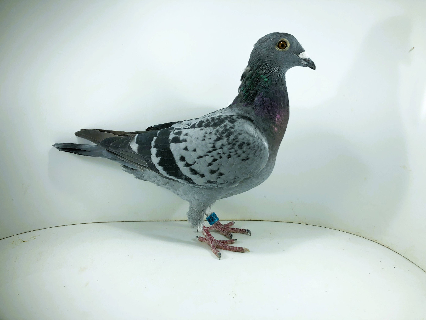 PL 26 3326 - Mariusz M., 66m FINAŁ 17m AS