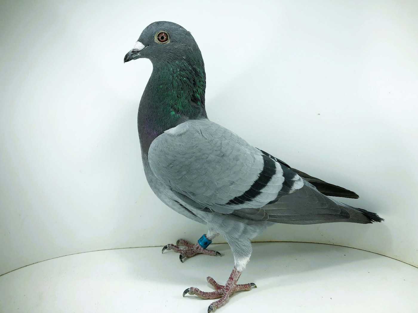 PL 26 4873 - ANDRZEJ G., 66m FINAŁ 69m AS