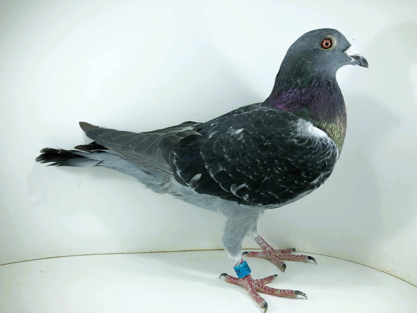 PL 26 1123 - Leszek Pielesiak, 6m FINAŁ 9m AS