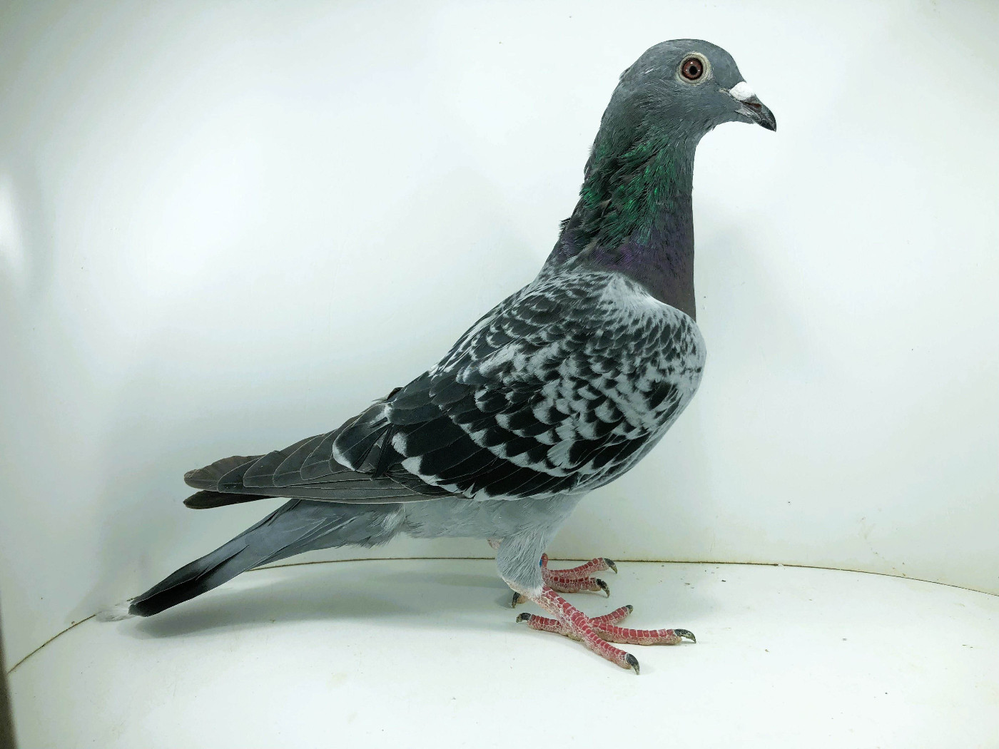 PL 26 2810 - PIECHÓWKA PAWEŁ, 3m FINAŁ 6m AS