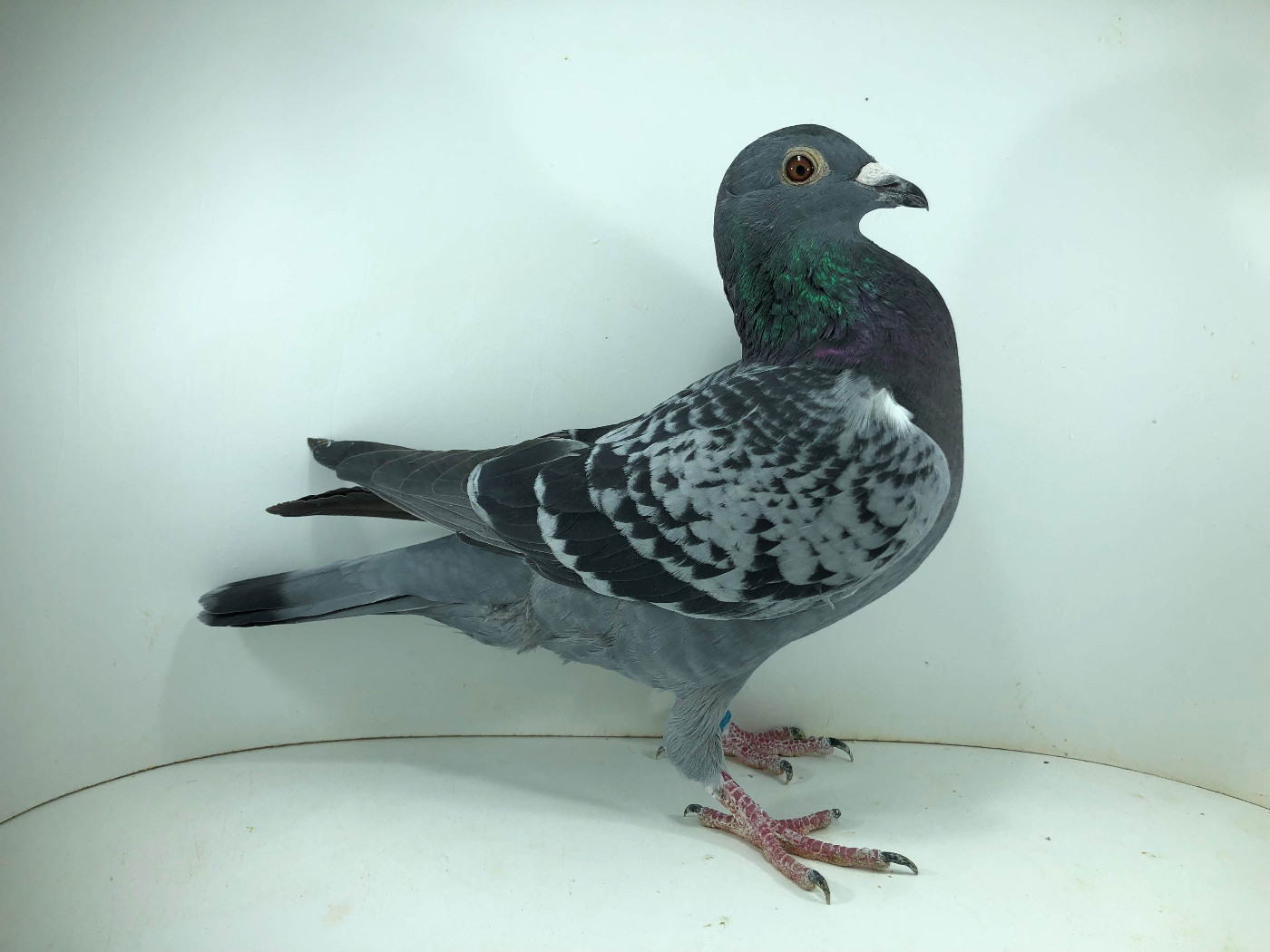 PL 26 10515 - SILVAN BK , 5m FINAŁ 16m AS