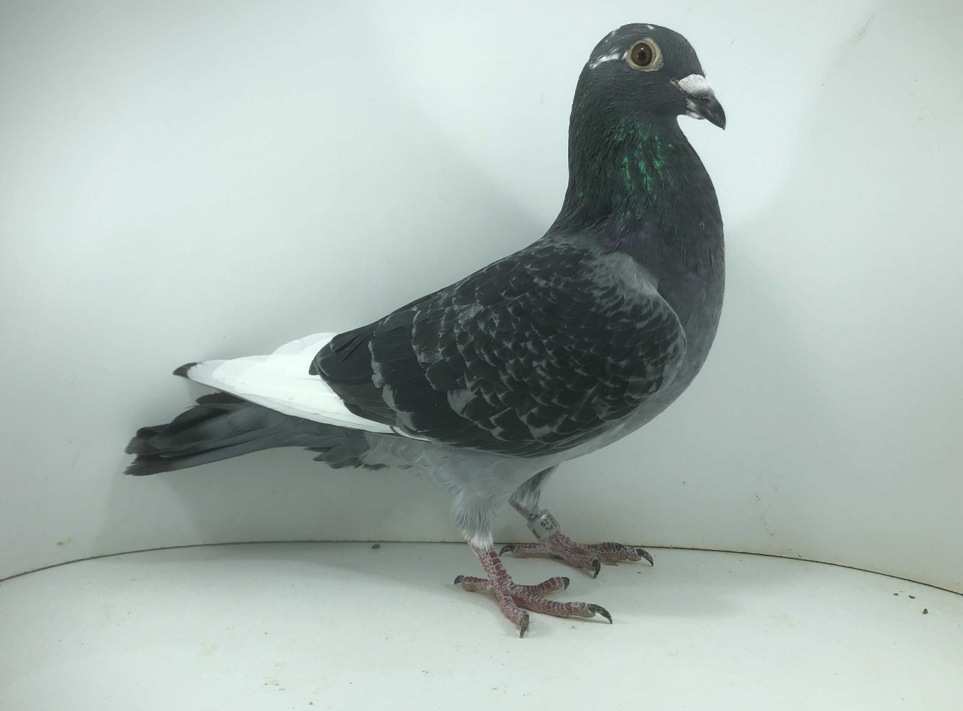 PL 25 7609 - Paweł Piechówka - 12m FINAŁ , PL 25 7609 - Paweł Piechówka - 12m FINAŁ ,
