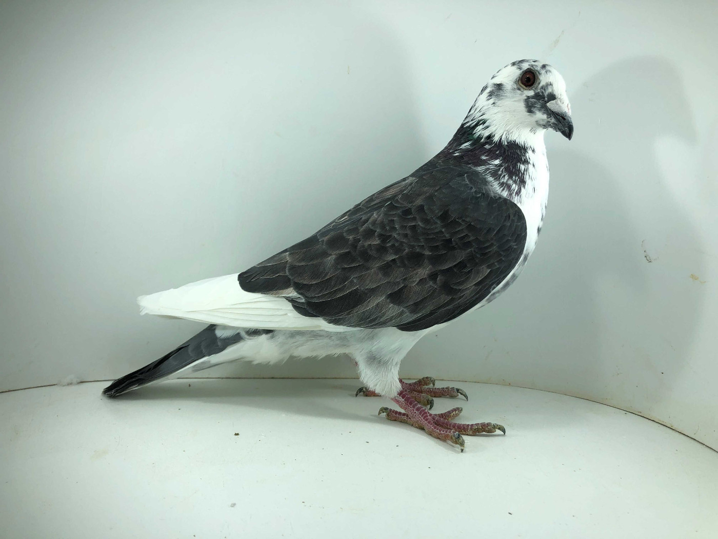 PL 25 5846 - ROBAKIEWICZ KRZYSZTOF - 10m FINAŁ , PL 25 5846 - ROBAKIEWICZ KRZYSZTOF - 10m FINAŁ ,