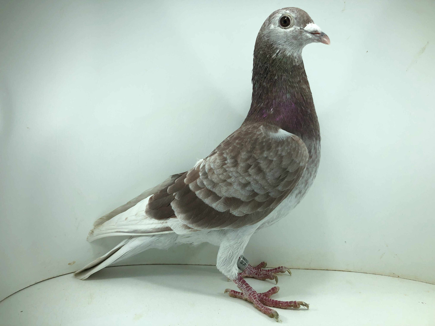 PL 25 5810 - ROBAKIEWICZ KRZYSZTOF - 17m FINAŁ 22 AS GOŁĄB, PL 25 5810 - ROBAKIEWICZ KRZYSZTOF - 17m FINAŁ 22 AS GOŁĄB,