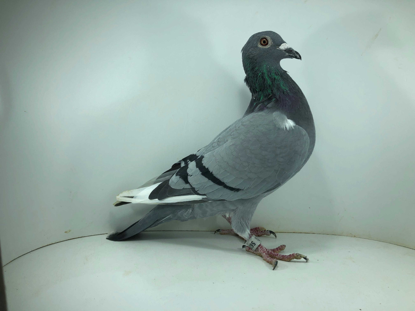 PL 25 5675 - Górka Tadeusz - 14m FINAŁ , PL 25 5675 - Górka Tadeusz - 14m FINAŁ ,