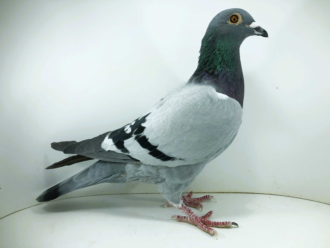 IT 26 195882 - Falco del Molise, 12m FINAŁ 11m AS